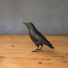 Hand Carved Mini Crow Looking Upwards