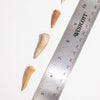 Enchodus Fang Fossil - DIGS
