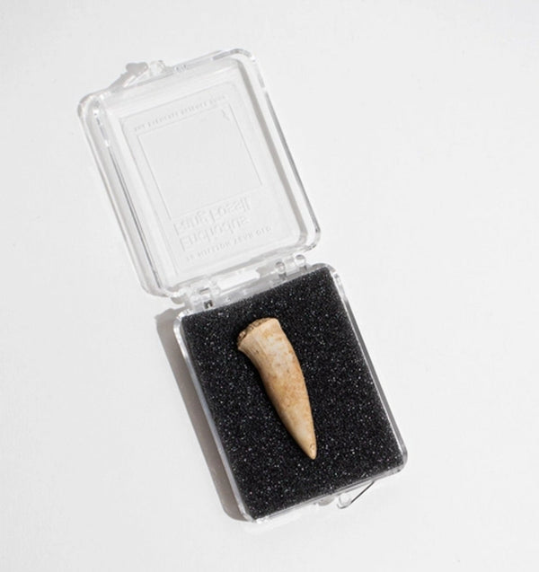 Enchodus Fang Fossil - DIGS