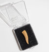 Enchodus Fang Fossil - DIGS