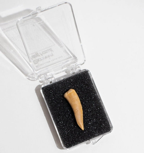 Enchodus Fang Fossil - DIGS