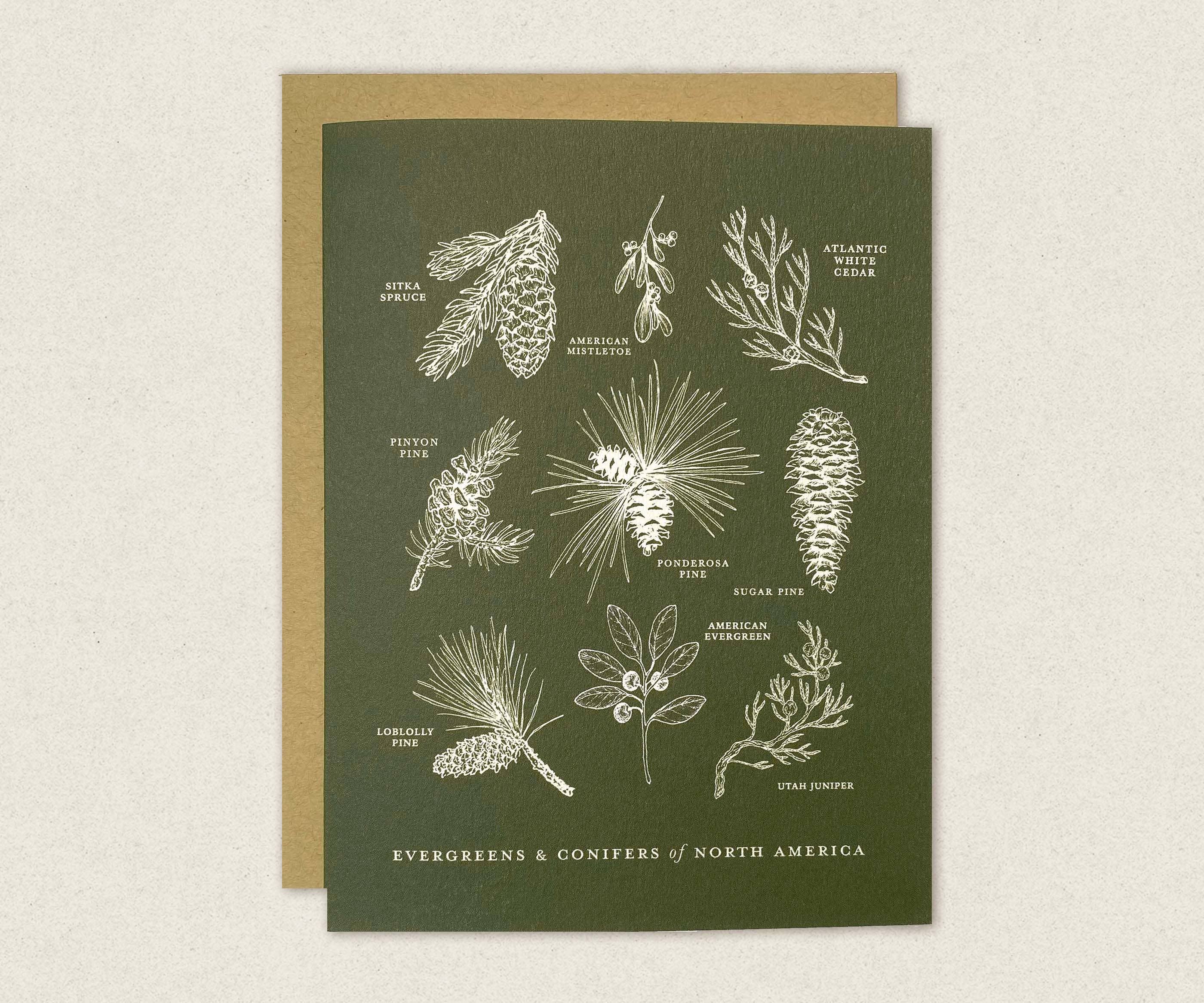 Evergreens and Conifers of North America Greeting Card Box Set - DIGS
