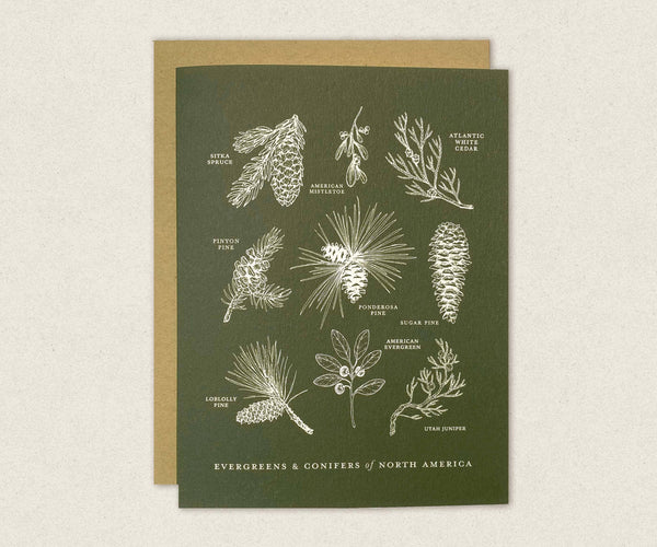 Evergreens and Conifers of North America Greeting Card Box Set - DIGS