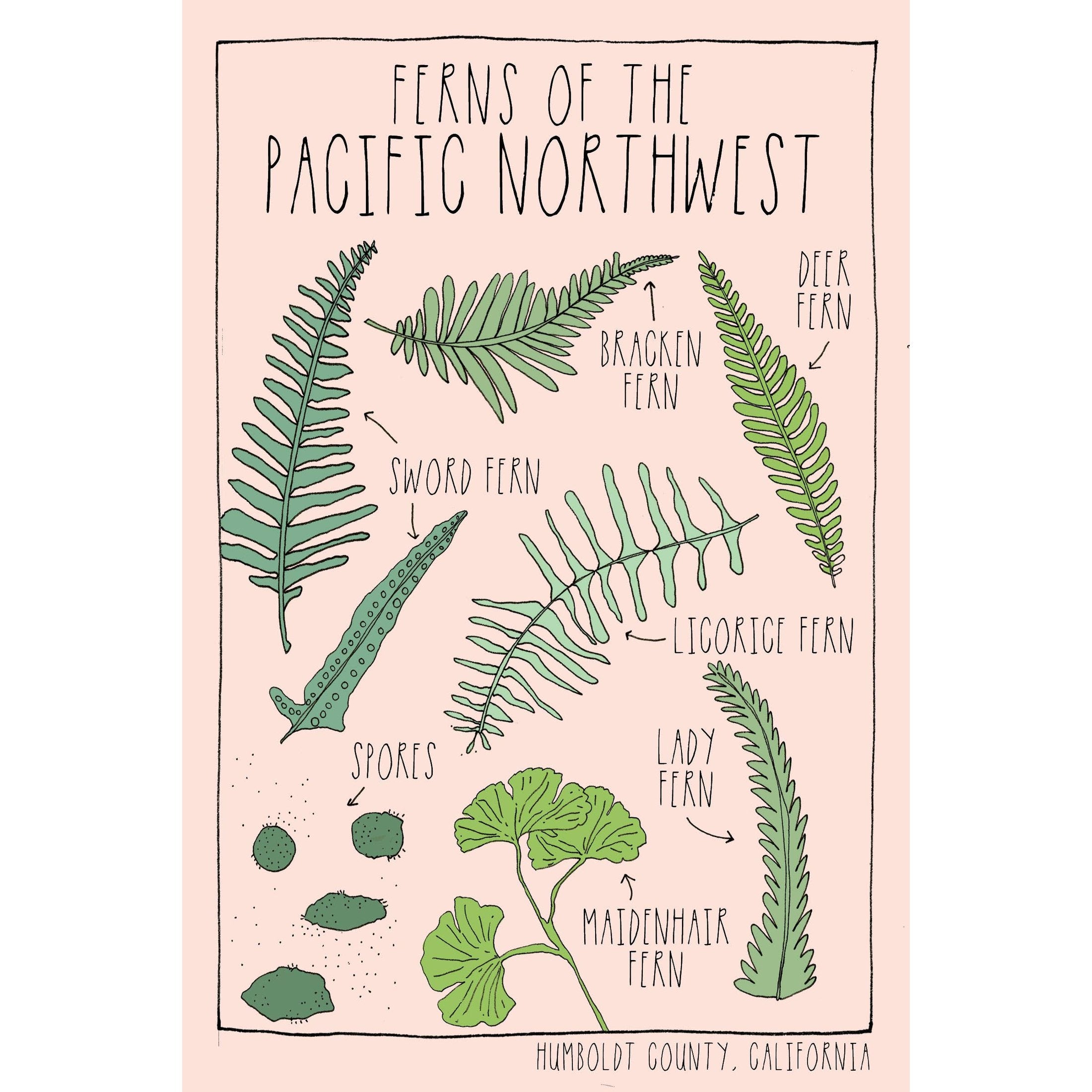 Ferns of The PNW Print - DIGS