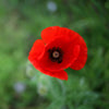 Flower Seed Grow Kit: Alaska Red Poppy - DIGS