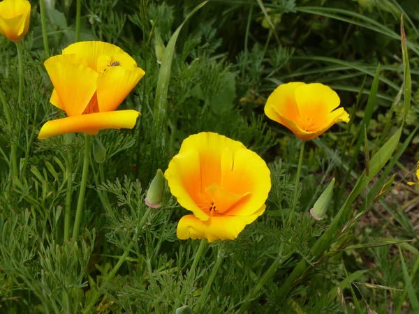 Flower Seed Grow Kit: California Poppy - DIGS