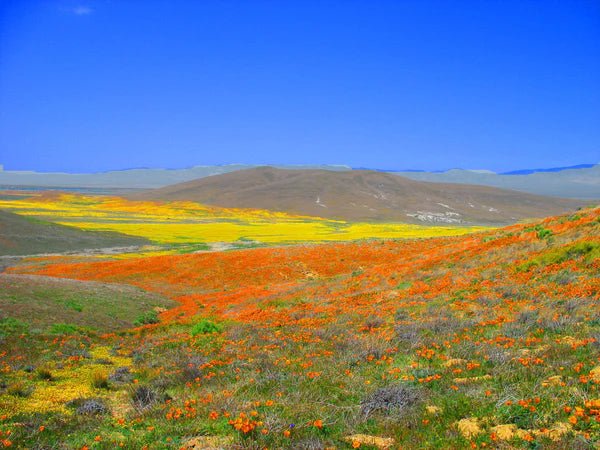 Flower Seed Grow Kit: California Poppy - DIGS