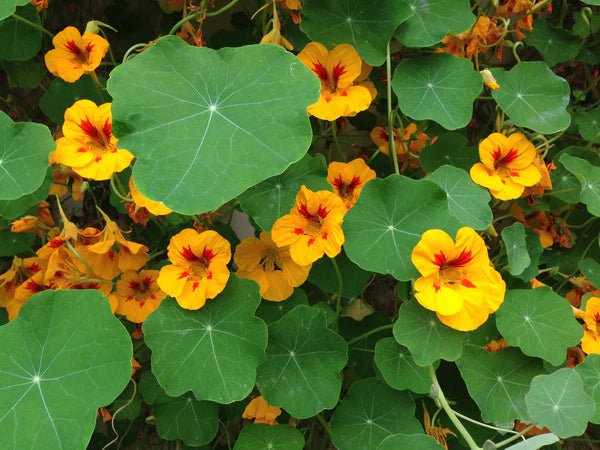 Flower Seed Grow Kit: Nasturtium - DIGS