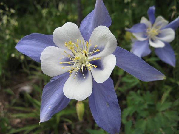 Flower Seed Grow Kit: Rocky Mountain Columbine - DIGS