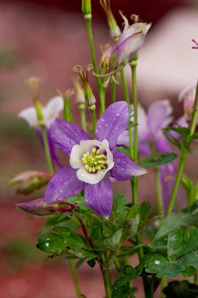 Flower Seed Grow Kit: Rocky Mountain Columbine - DIGS