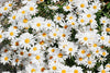 Flower Seed Grow Kit: Shasta Daisy - DIGS