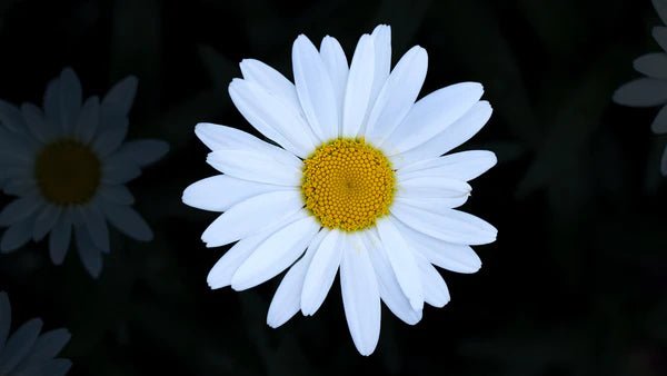 Flower Seed Grow Kit: Shasta Daisy - DIGS