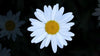 Flower Seed Grow Kit: Shasta Daisy - DIGS