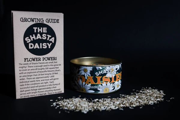 Flower Seed Grow Kit: Shasta Daisy - DIGS