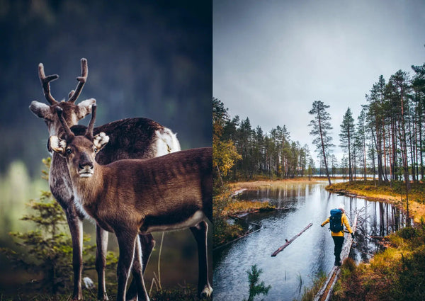 Food In The Woods: Vegetarian Recipes from Easy Snacks to Hiking Meals - DIGS