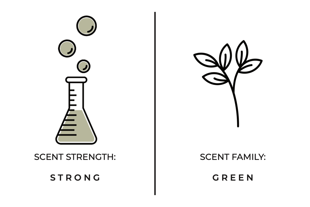 Forest Fern Mini Candle - DIGS