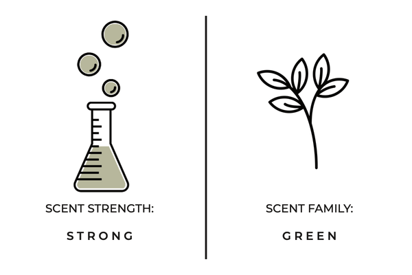 Forest Fern Mini Candle - DIGS