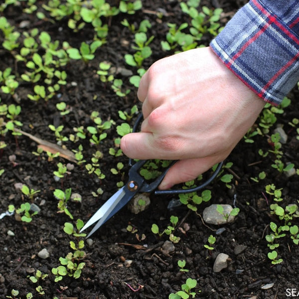 Forged Steel Pruning Shears - DIGS