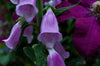 Foxglove Letterpress Print - DIGS