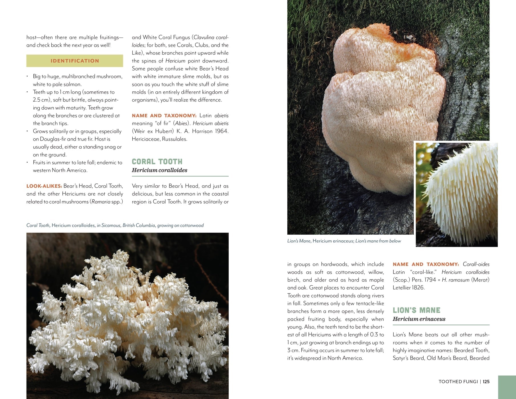 Fruits of the Forest: A Field Guide to PNW Edible Mushrooms - DIGS