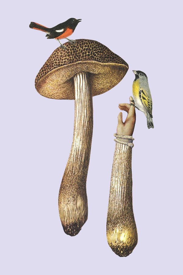 Fungi Collection Note Card Set - DIGS