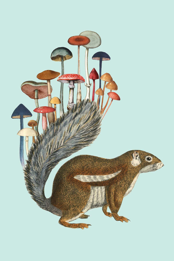 Fungi Collection Note Card Set - DIGS