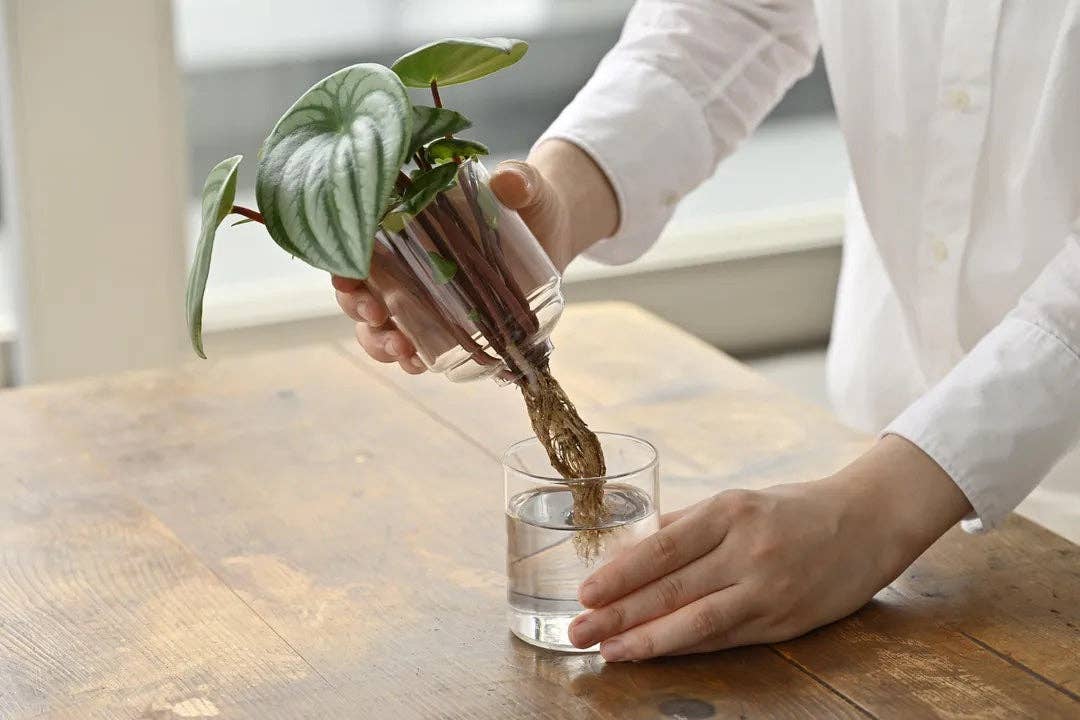 Glass Flower Vase - DIGS