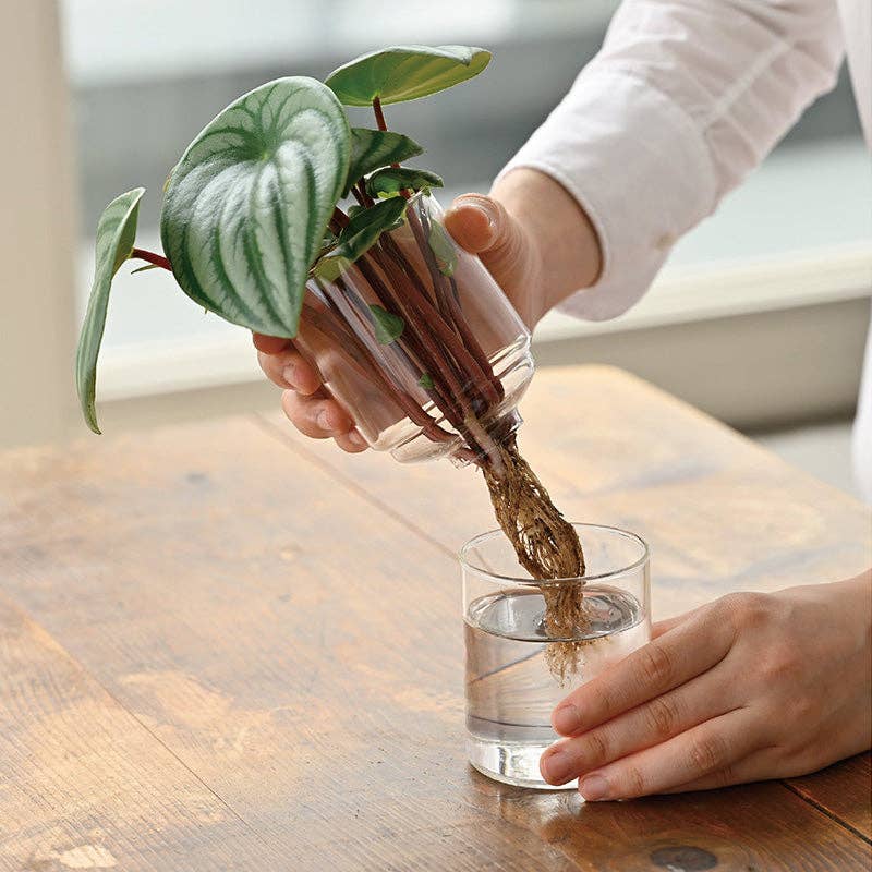 Glass Flower Vase - DIGS