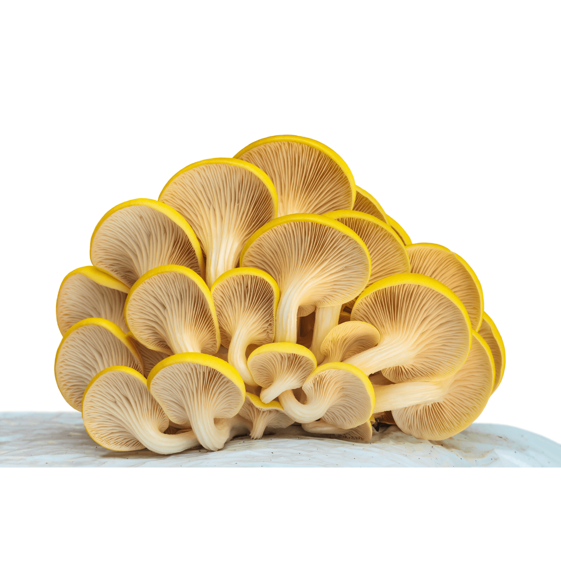 Golden Oyster Mushroom Growing Kit - DIGS