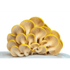 Golden Oyster Mushroom Growing Kit - DIGS