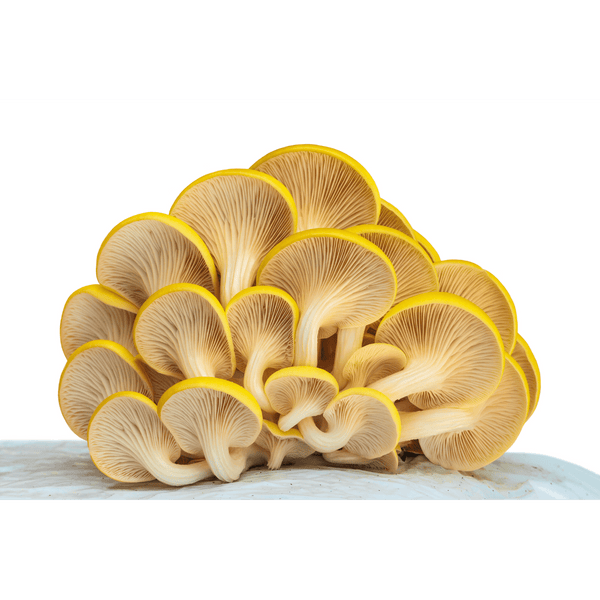 Golden Oyster Mushroom Growing Kit - DIGS