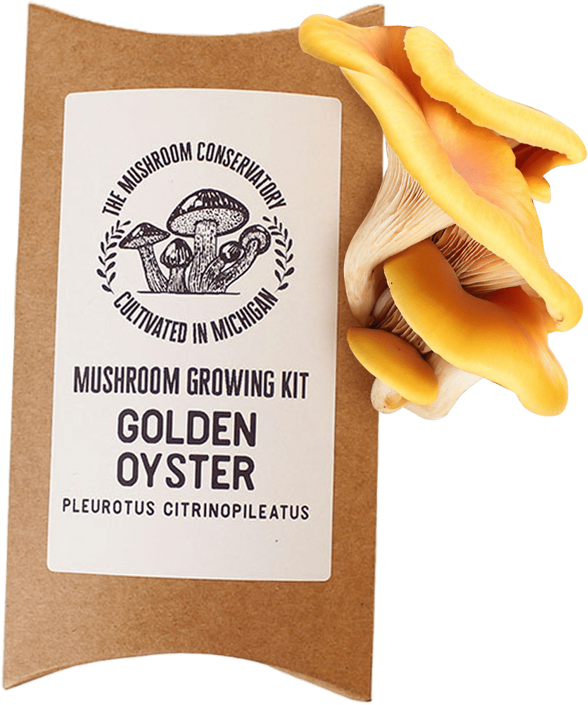 Golden Oyster Mushroom Growing Kit - DIGS