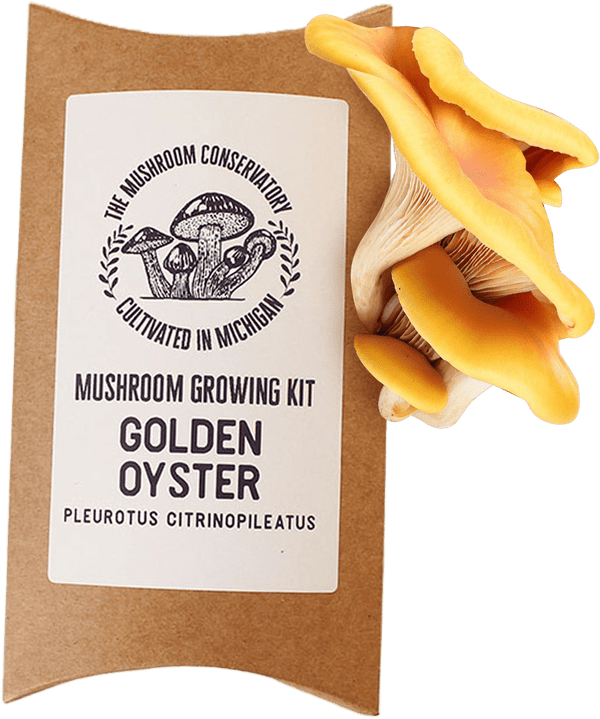 Golden Oyster Mushroom Growing Kit - DIGS