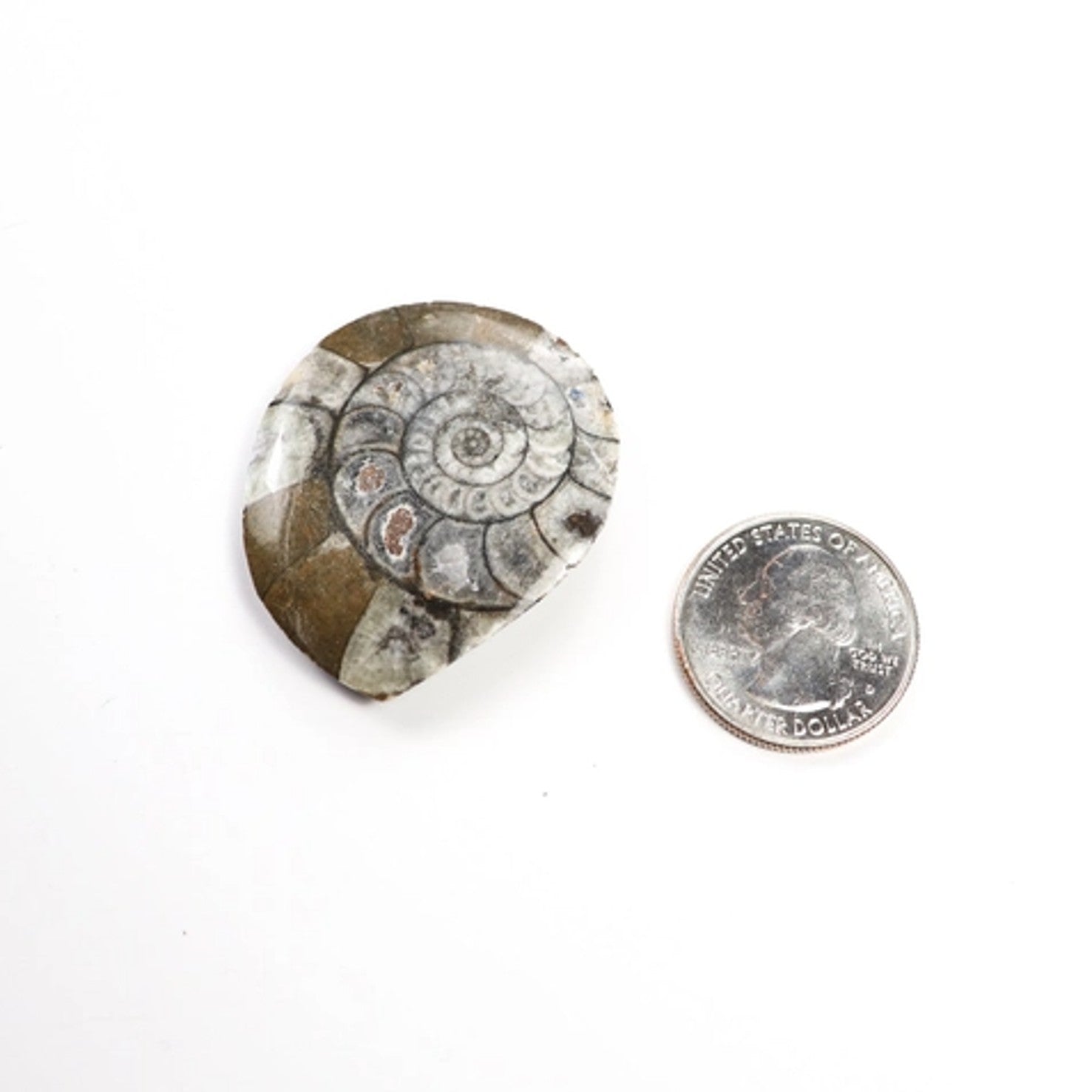 Goniatite Fossil - DIGS