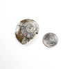 Goniatite Fossil - DIGS