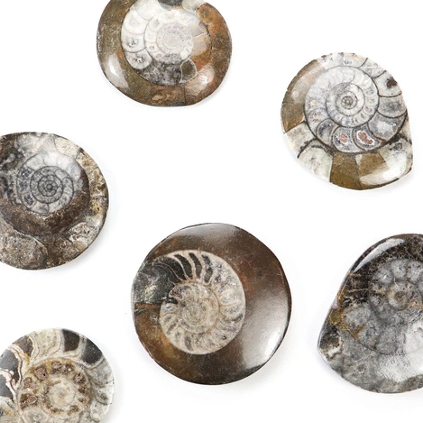 Goniatite Fossil - DIGS