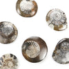 Goniatite Fossil - DIGS
