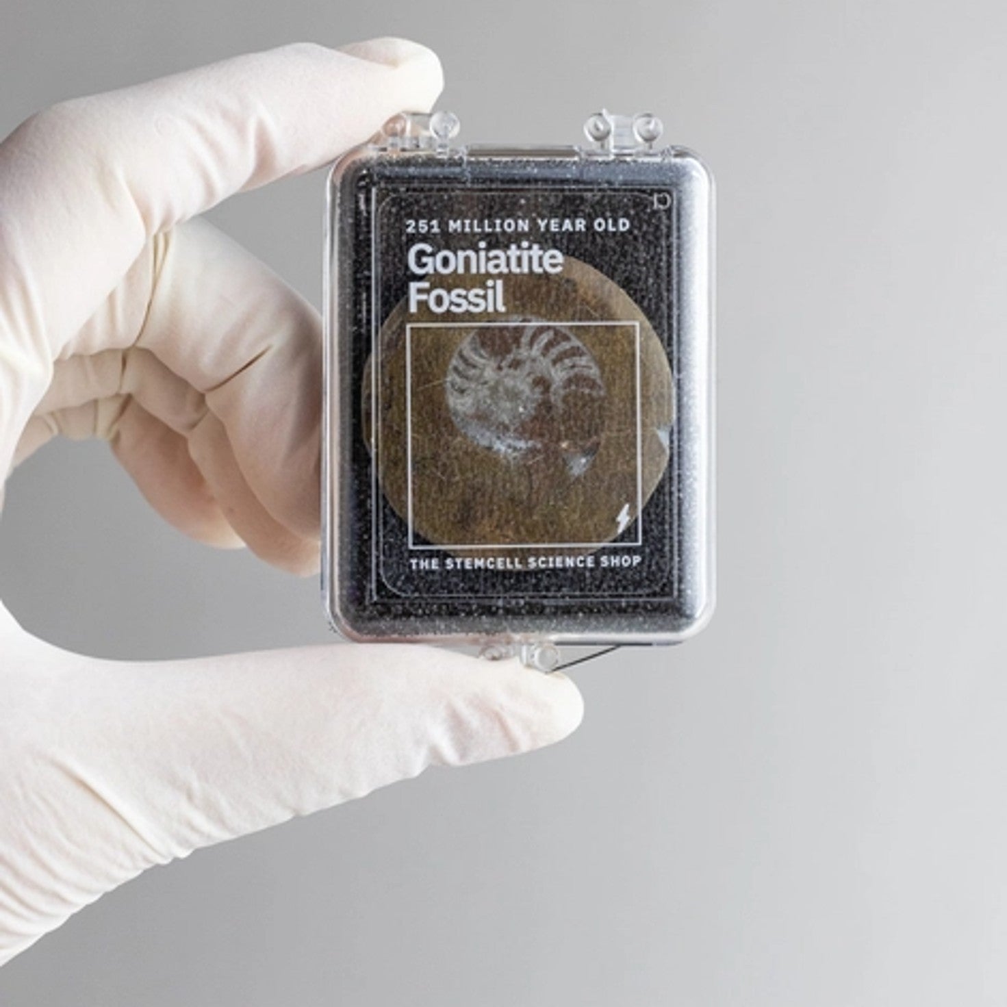 Goniatite Fossil - DIGS