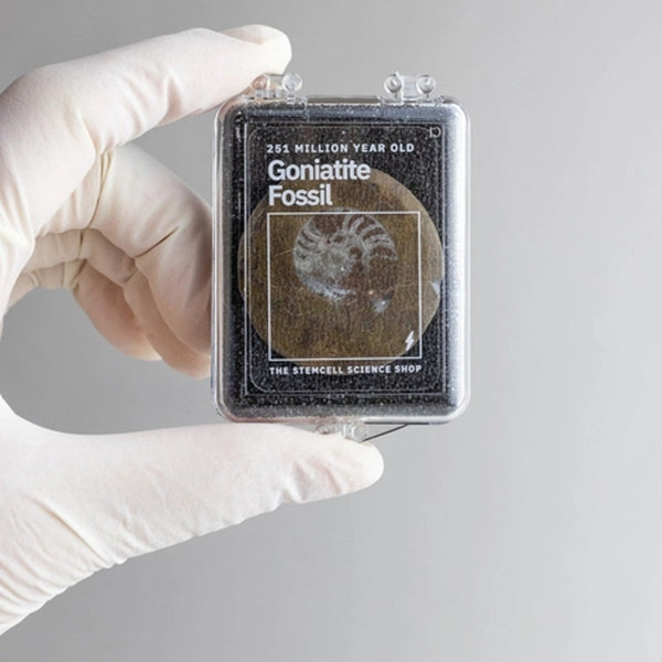 Goniatite Fossil - DIGS