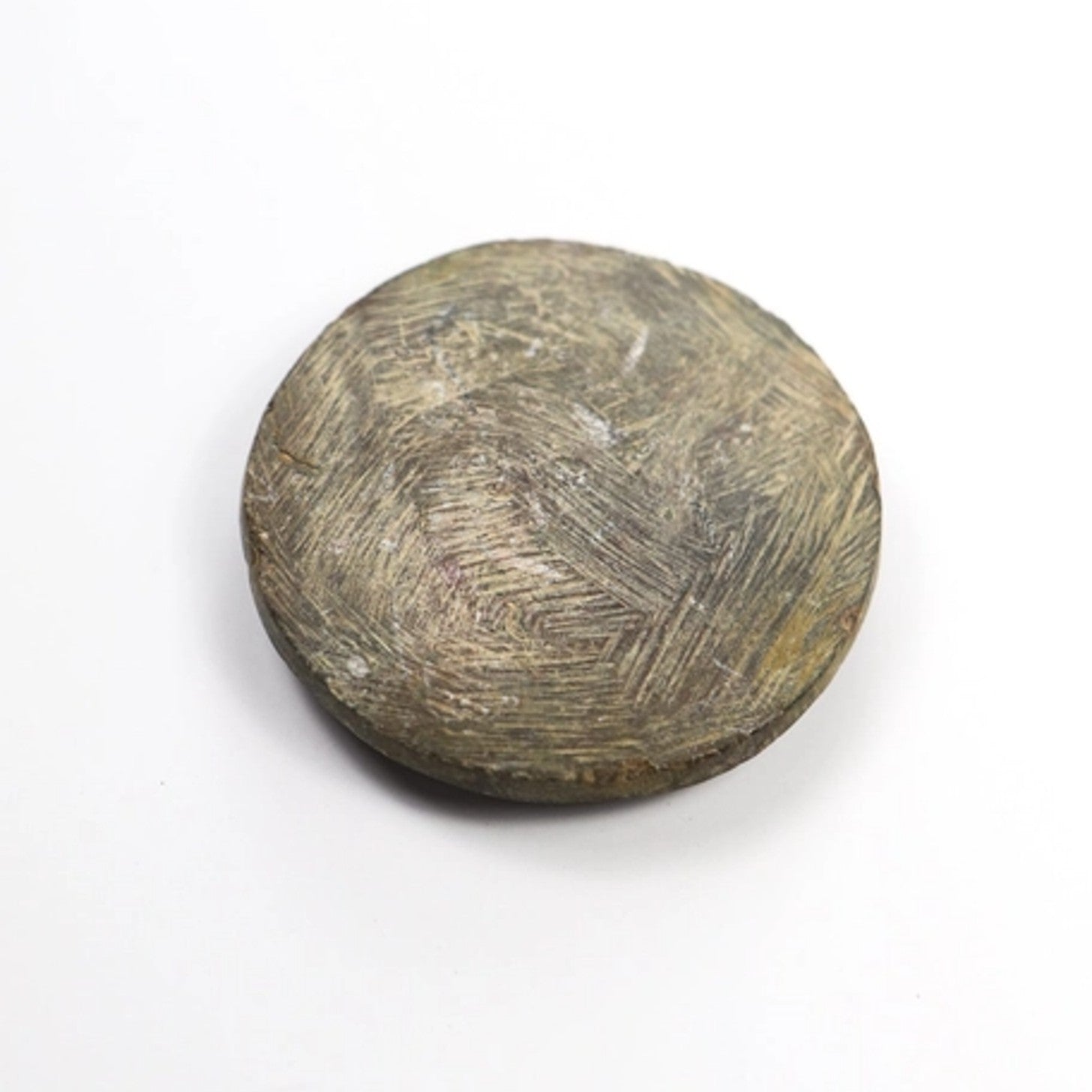 Goniatite Fossil - DIGS