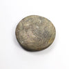Goniatite Fossil - DIGS