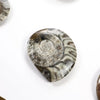 Goniatite Fossil - DIGS