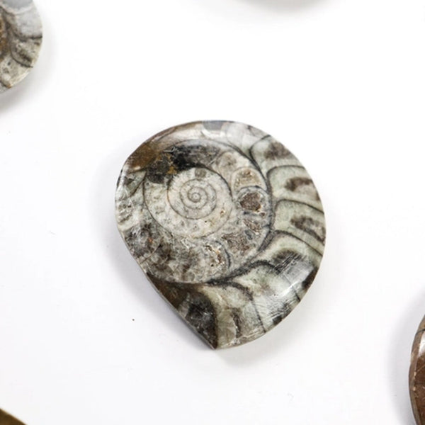 Goniatite Fossil - DIGS