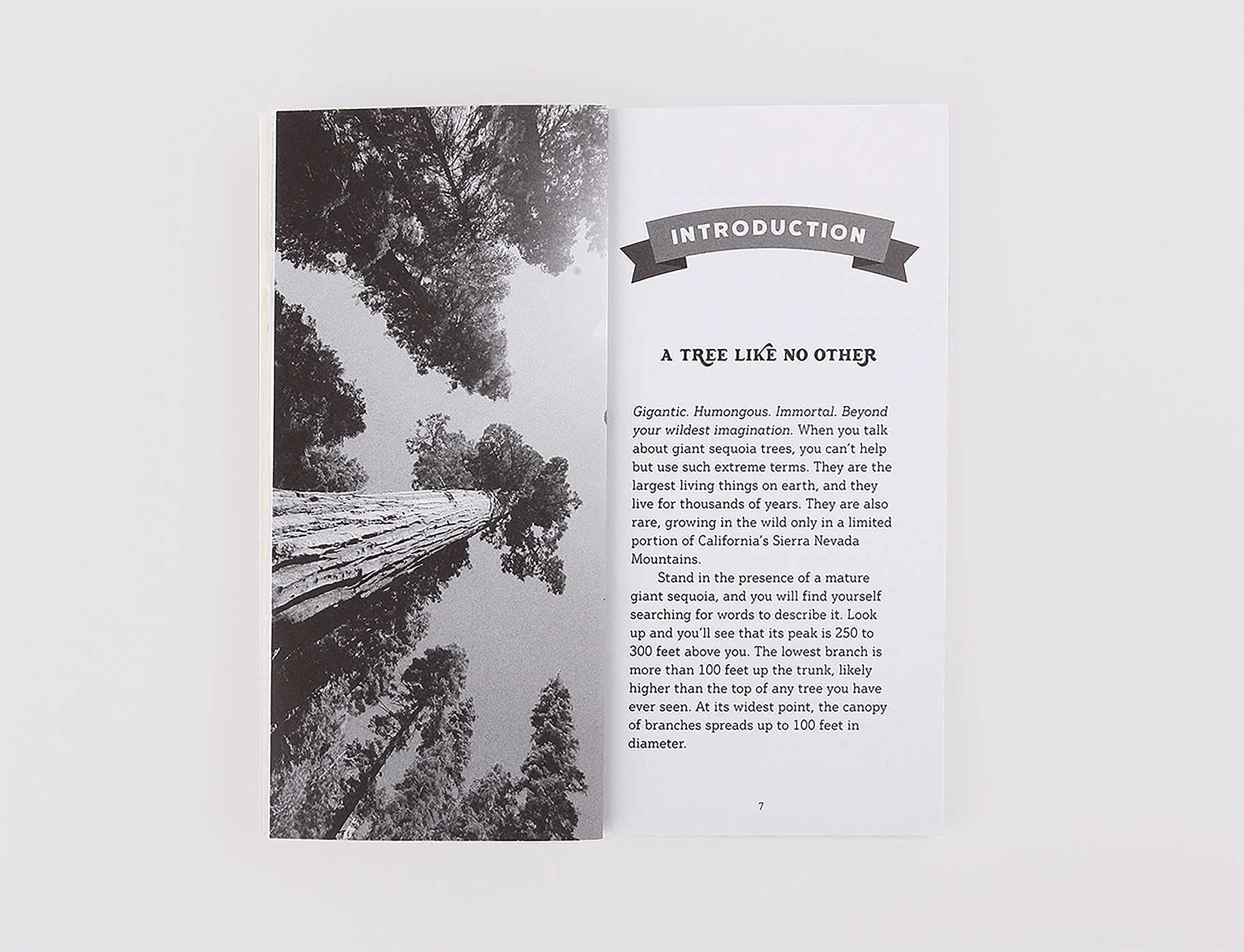Grow Your Own Giant Sequoia - DIGS