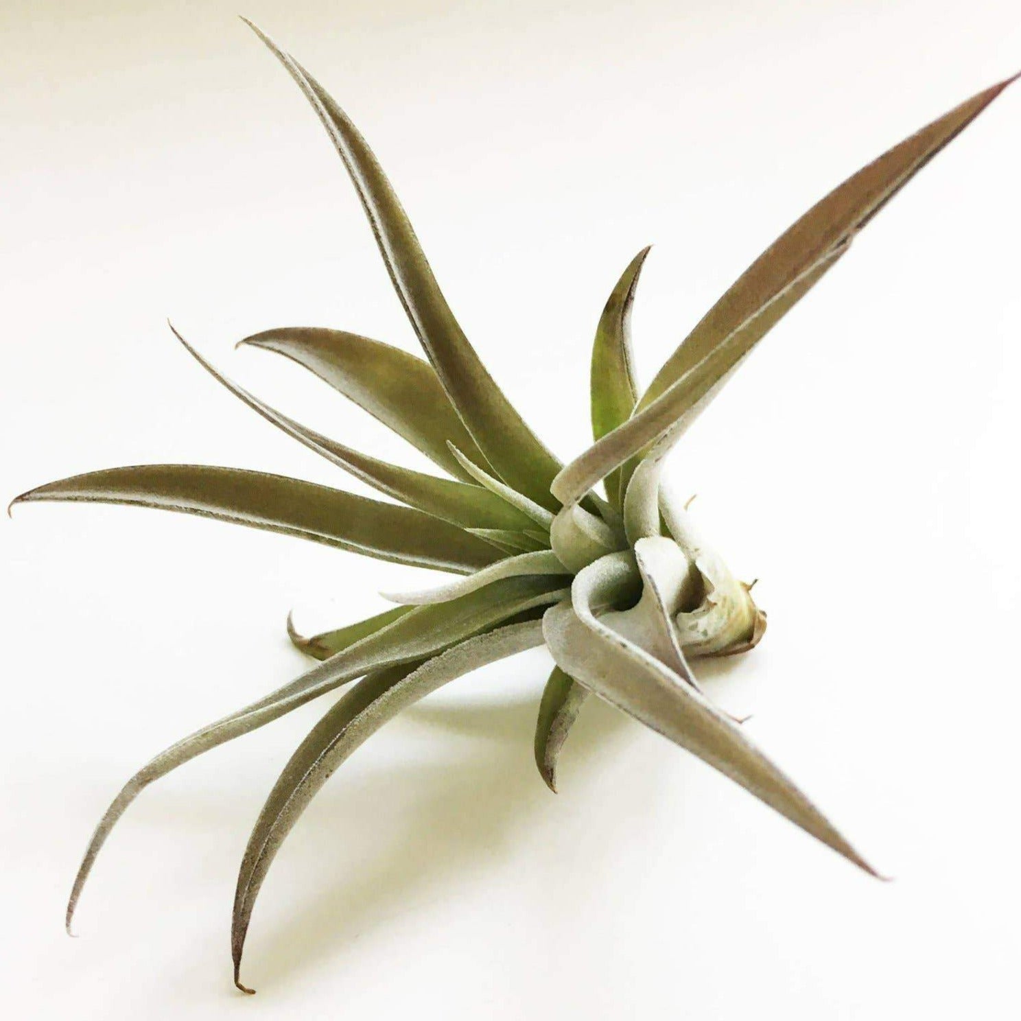 Harrisii Air Plant - DIGS
