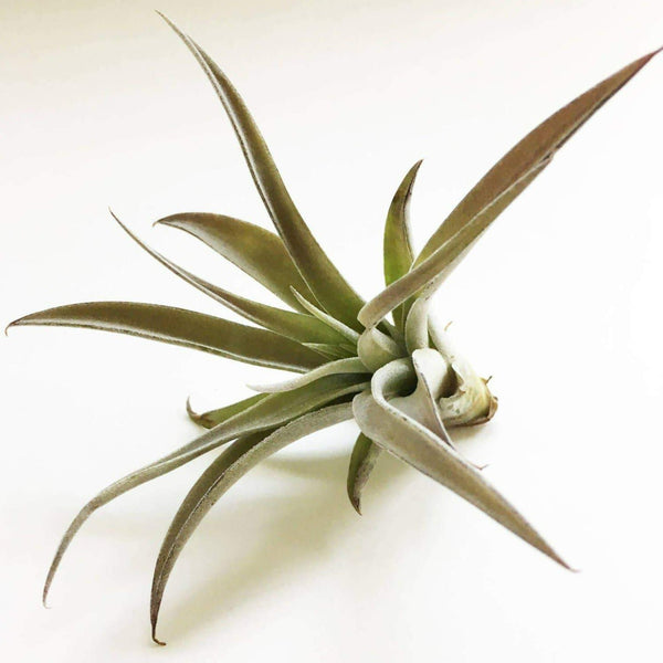 Harrisii Air Plant - DIGS