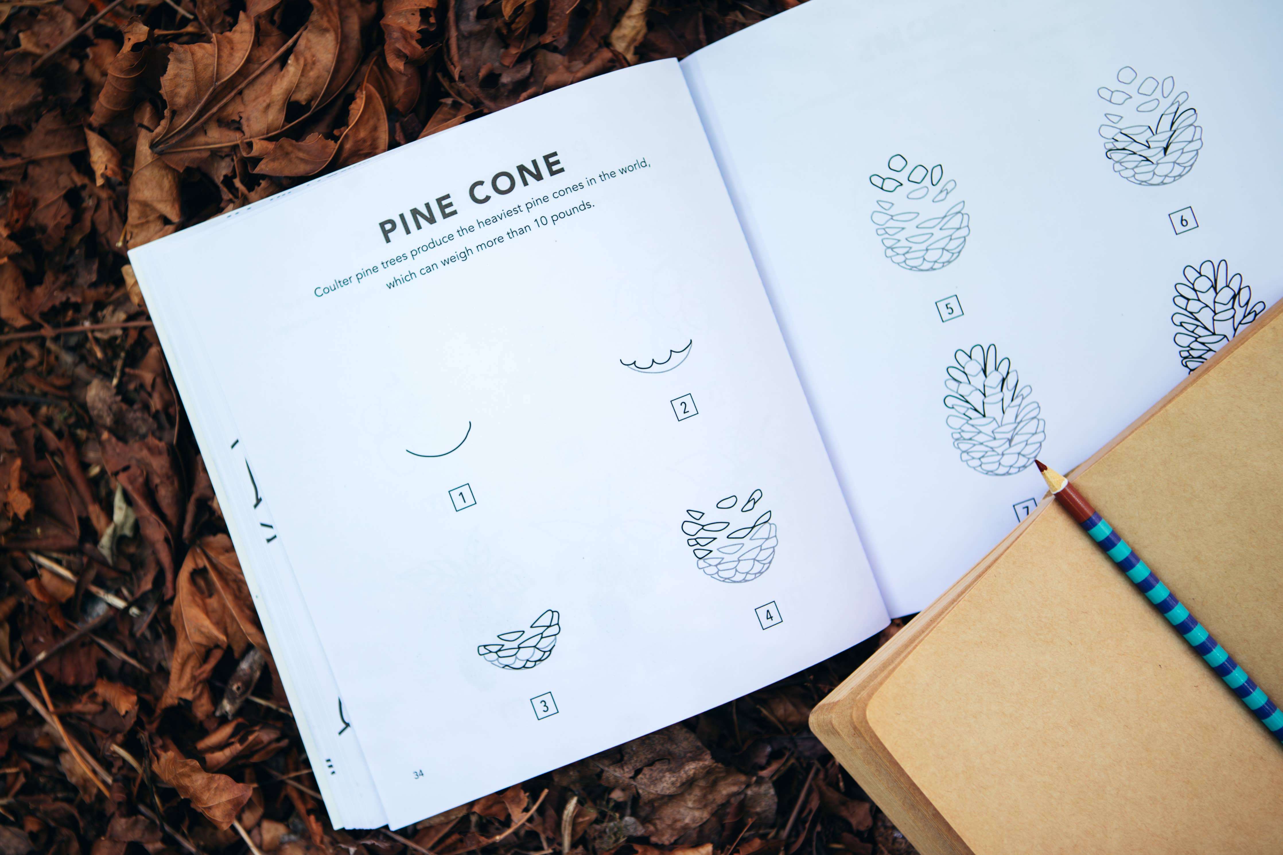 How to Draw Books for Kids: Fall Things - DIGS