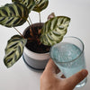 Instant Plant Food - DIGS