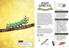 Kid’s Guide to Backyard Bugs - DIGS