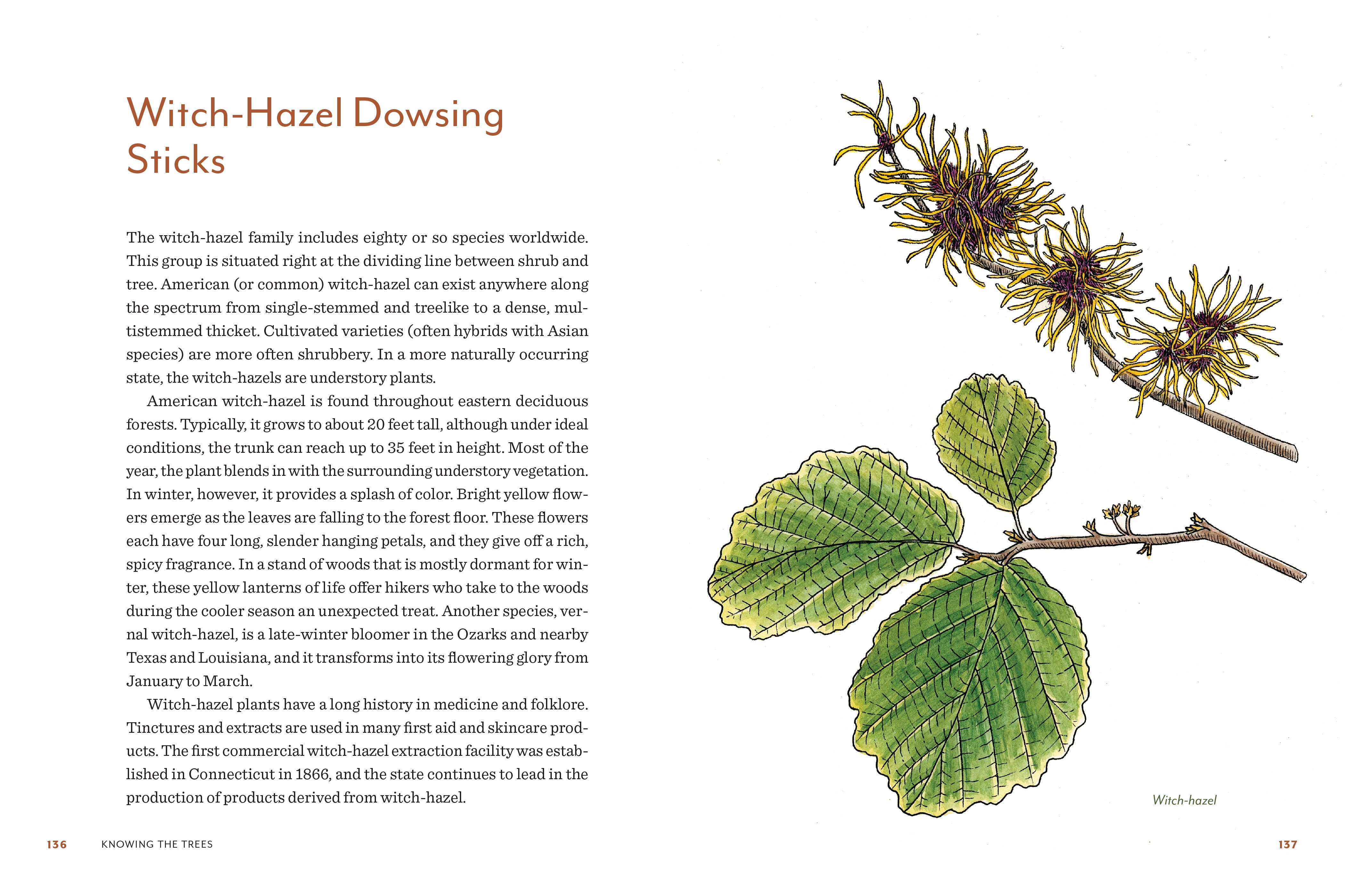 Knowing the Trees: Discover the Forest from Seed to Snag - DIGS